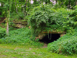 cave surrounded by green plants