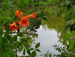 trumpet vine flowers and leaves around creek