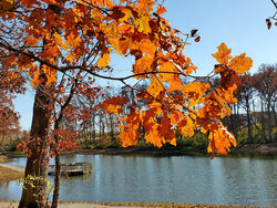autumn tree in front of lake