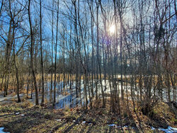  sun shining through winter trees on wetlands