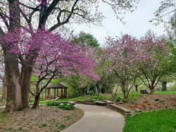 path through park with redbud trees