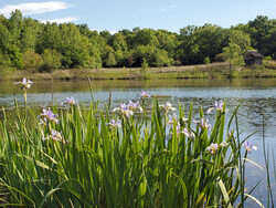 purple iris in front of lake
