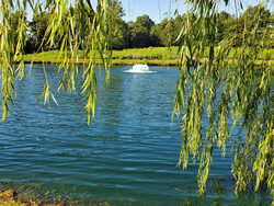 lake with fountain shown through willow branches