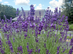 closeup of lavender growing in field