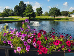 petunias in front of sunny lake with fountain