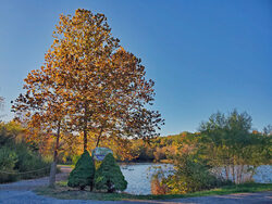 autumn trees and lake