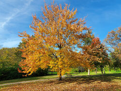 autumn tree against blue sky