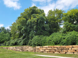 trees along rock wall