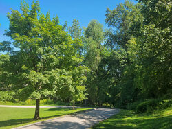 path among green trees