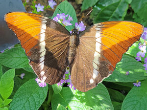 orange and brown butterfly on green leaves