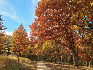 path in autumn woods