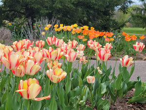 garden of tulips
