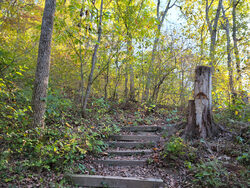 trail with stairs in woods